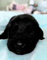 Light Green Boy, a male German Shepherd Dog and English Cream Golden Retriever for sale in Summerville, SC – 2 of 2
