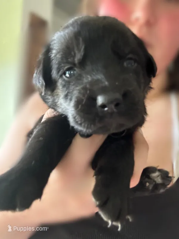 Grey Boy – German Shepherd Dog, English Cream Golden Retriever puppy for sale in Summerville, SC