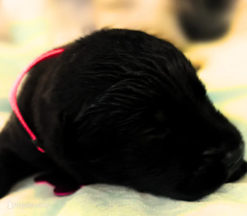 Pink Girl – German Shepherd Dog, English Cream Golden Retriever puppy for sale in Summerville, SC
