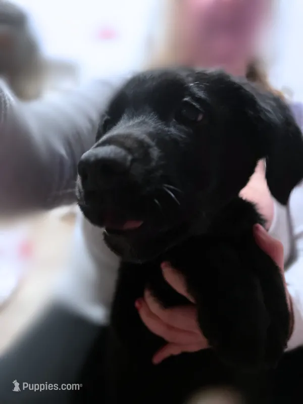 Dark Blue Ribbon - Girl – German Shepherd Dog, English Cream Golden Retriever puppy for sale in Summerville, SC