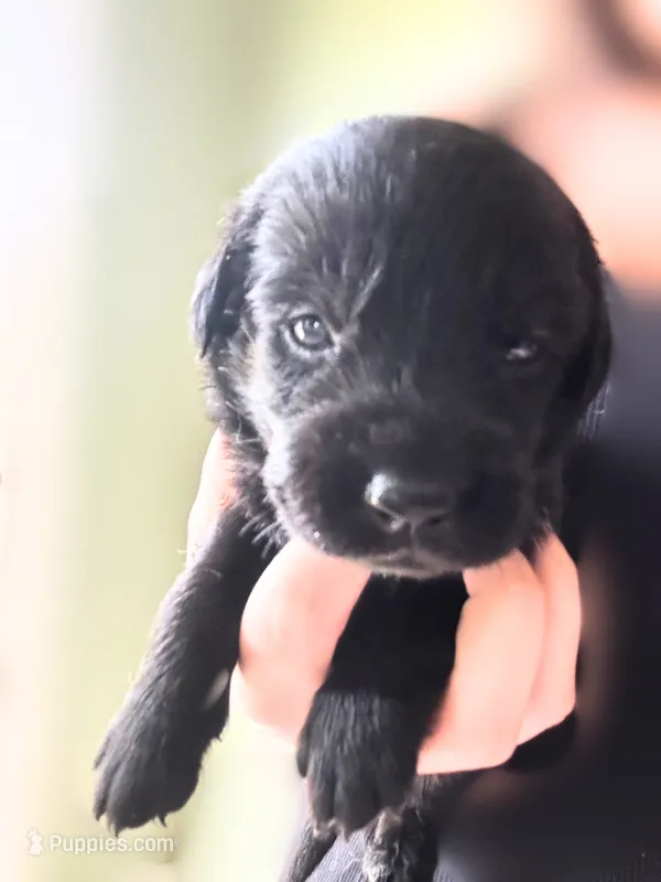 Light Green Boy – German Shepherd Dog, English Cream Golden Retriever puppy for sale in Summerville, SC