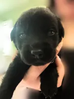 Tan Boy, a male German Shepherd Dog and English Cream Golden Retriever for sale in Summerville, SC – 2 of 5