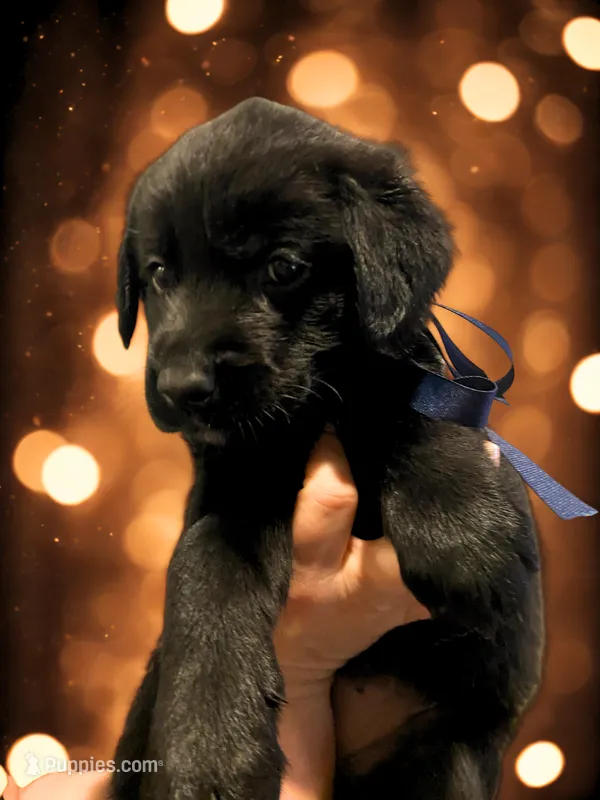 Dark Blue Ribbon - Girl – German Shepherd Dog, English Cream Golden Retriever puppy for sale in Summerville, SC