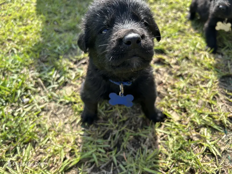 Dark Blue Boy – German Shepherd Dog, English Cream Golden Retriever puppy for sale in Summerville, SC