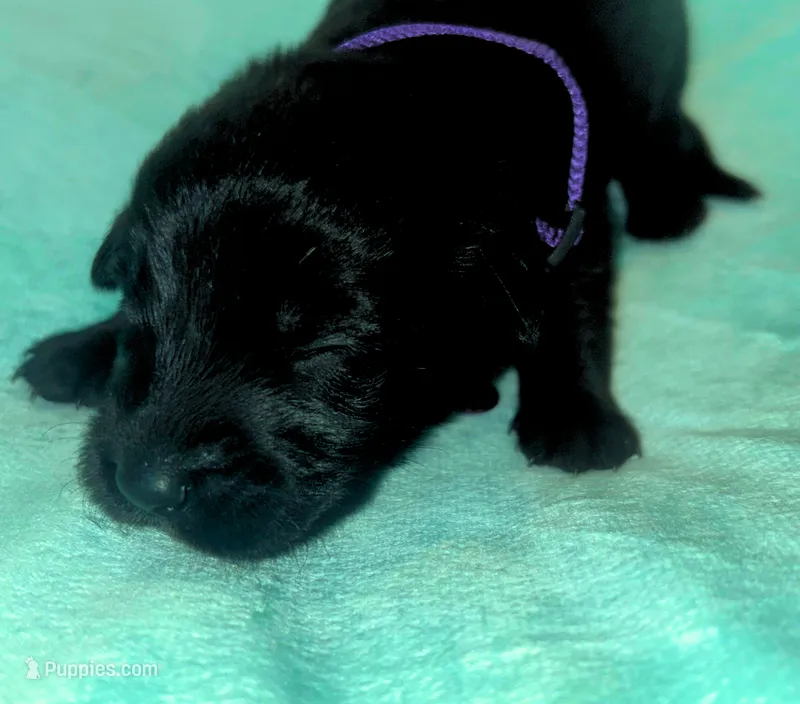 Purple Girl – German Shepherd Dog, English Cream Golden Retriever puppy for sale in Summerville, SC