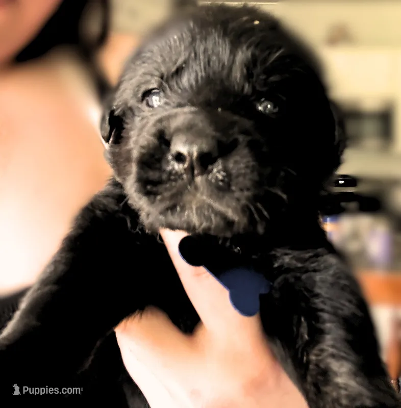 Light Blue boy – German Shepherd Dog, English Cream Golden Retriever puppy for sale in Summerville, SC