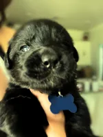 Light Blue boy, a male German Shepherd Dog and English Cream Golden Retriever for sale in Summerville, SC – 2 of 5