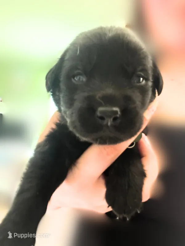 Tan Boy – German Shepherd Dog, English Cream Golden Retriever puppy for sale in Summerville, SC