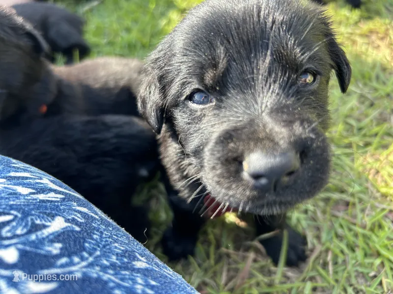 Red Boy – German Shepherd Dog, English Cream Golden Retriever puppy for sale in Summerville, SC
