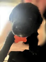 Orange Boy, a male German Shepherd Dog and English Cream Golden Retriever for sale in Summerville, SC – 3 of 5