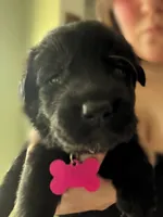 Pink Girl, a female German Shepherd Dog and English Cream Golden Retriever for sale in Summerville, SC – 3 of 5