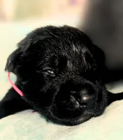 Pink Girl, a female German Shepherd Dog and English Cream Golden Retriever for sale in Summerville, SC – 2 of 2