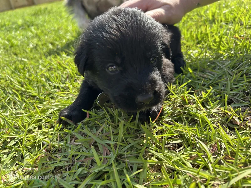Light Green Boy – German Shepherd Dog, English Cream Golden Retriever puppy for sale in Summerville, SC