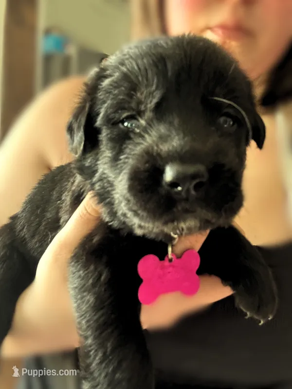 Pink Girl – German Shepherd Dog, English Cream Golden Retriever puppy for sale in Summerville, SC