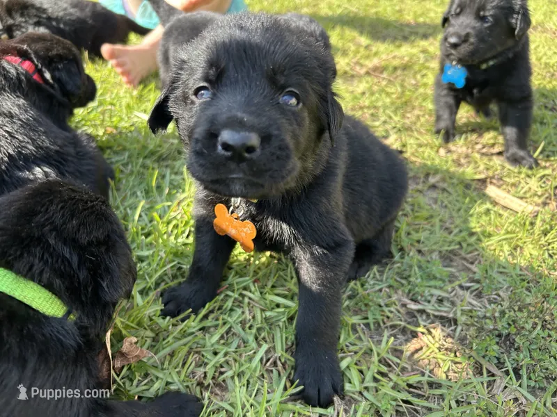 Yellow Boy – German Shepherd Dog, English Cream Golden Retriever puppy for sale in Summerville, SC