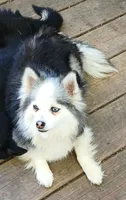 Grits , a male Pomsky for sale in Mineral City, OH – 2 of 2