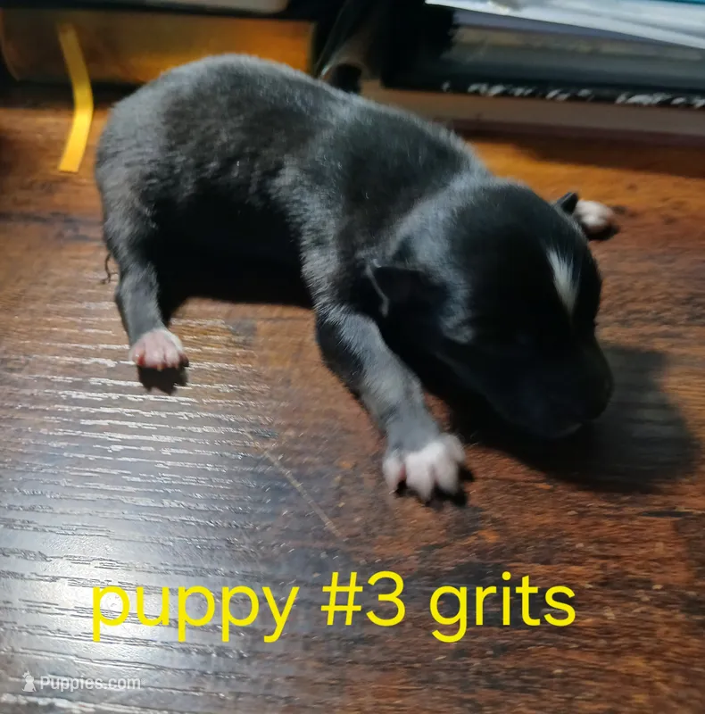 Grits  – Pomsky puppy for sale in Mineral City, OH
