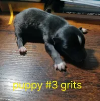 Grits , a male Pomsky for sale in Mineral City, OH – 1 of 2