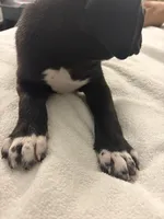 No name , a male Australian Shepherd and Alaskan Husky for sale in Atlanta, GA – Photo 7 of 10