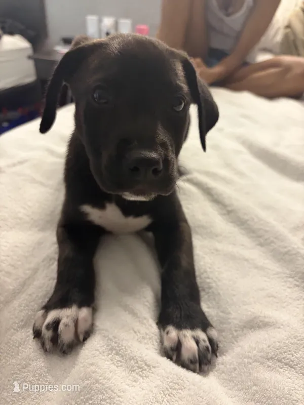 No name  – Australian Shepherd, Alaskan Husky puppy for sale in Atlanta, GA