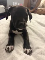 No name , a male Australian Shepherd and Alaskan Husky for sale in Atlanta, GA – Photo 1 of 10