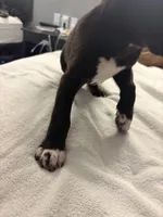 No name , a male Australian Shepherd and Alaskan Husky for sale in Atlanta, GA – Photo 2 of 10