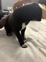 No name , a male Australian Shepherd and Alaskan Husky for sale in Atlanta, GA – Photo 3 of 10