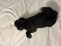 No name , a male Australian Shepherd and Alaskan Husky for sale in Atlanta, GA – Photo 9 of 10