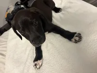 No name , a male Australian Shepherd and Alaskan Husky for sale in Atlanta, GA – Photo 5 of 10