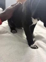 No name , a male Australian Shepherd and Alaskan Husky for sale in Atlanta, GA – Photo 8 of 10