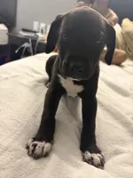 No name , a male Australian Shepherd and Alaskan Husky for sale in Atlanta, GA – Photo 4 of 10