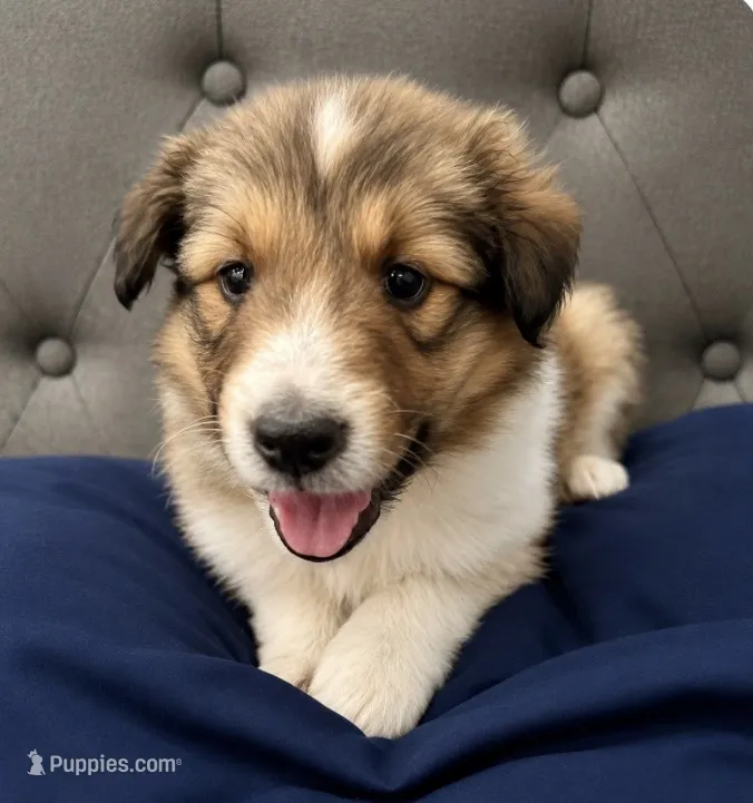 Male 4 – Shetland Sheepdog puppy for sale in Grants Pass, OR