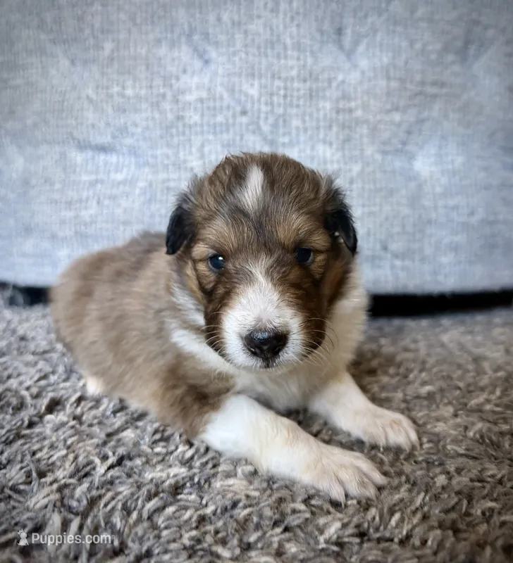 Male 4 – Shetland Sheepdog puppy for sale in Grants Pass, OR