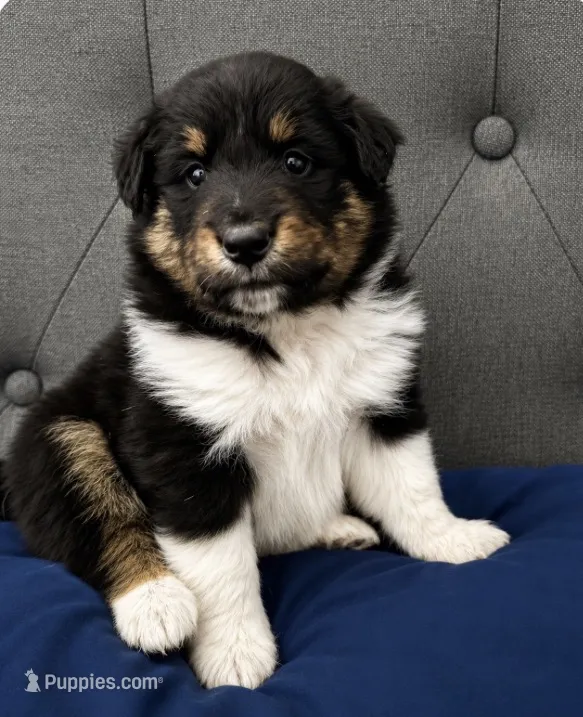 Female 1 – Shetland Sheepdog puppy for sale in Grants Pass, OR