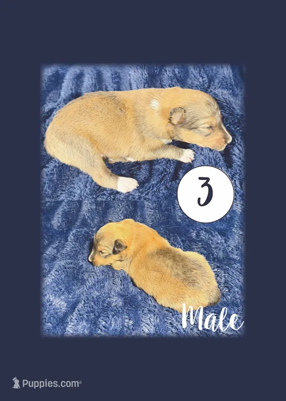Male 3 – Shetland Sheepdog puppy for sale in Grants Pass, OR