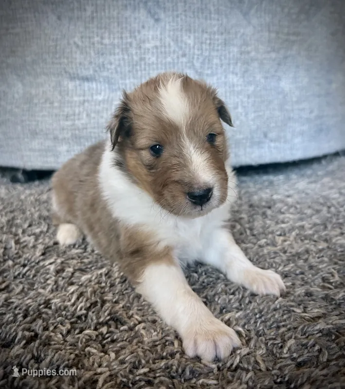 Male 2 – Shetland Sheepdog puppy for sale in Grants Pass, OR