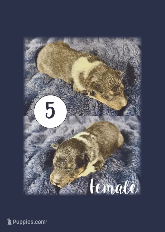 Female 1 – Shetland Sheepdog puppy for sale in Grants Pass, OR