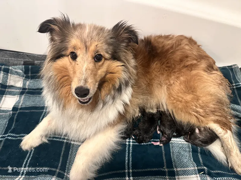 Female/Male – Shetland Sheepdog puppy for sale in Grants Pass, OR