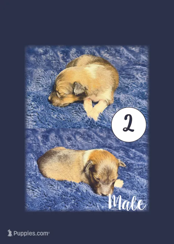 Male 2 – Shetland Sheepdog puppy for sale in Grants Pass, OR