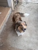 Female/Male, a female Shetland Sheepdog for sale in Grants Pass, OR – 4 of 4