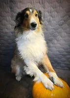 Female/Male, a female Shetland Sheepdog for sale in Grants Pass, OR – 2 of 4
