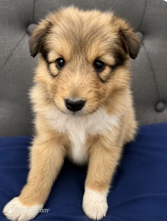 Male 3 – Shetland Sheepdog puppy for sale in Grants Pass, OR