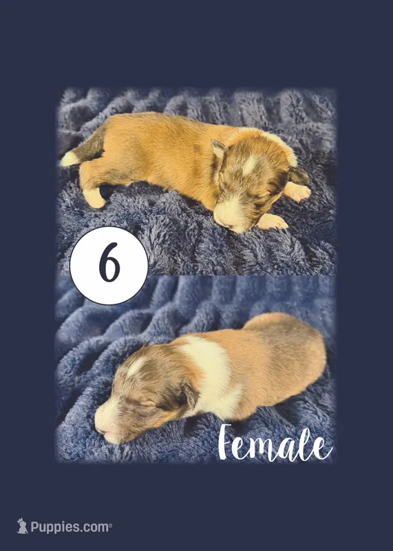 Female 2 – Shetland Sheepdog puppy for sale in Grants Pass, OR
