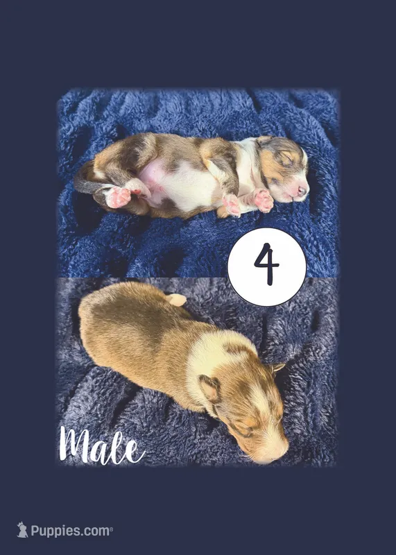 Male 4 – Shetland Sheepdog puppy for sale in Grants Pass, OR