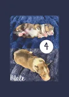 Male 4, a female Shetland Sheepdog for sale in Grants Pass, OR – 1 of 1