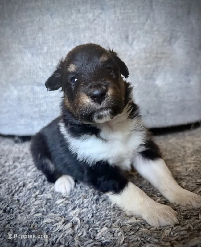 Female 1 – Shetland Sheepdog puppy for sale in Grants Pass, OR