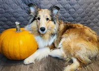 Female/Male, a female Shetland Sheepdog for sale in Grants Pass, OR – 3 of 4