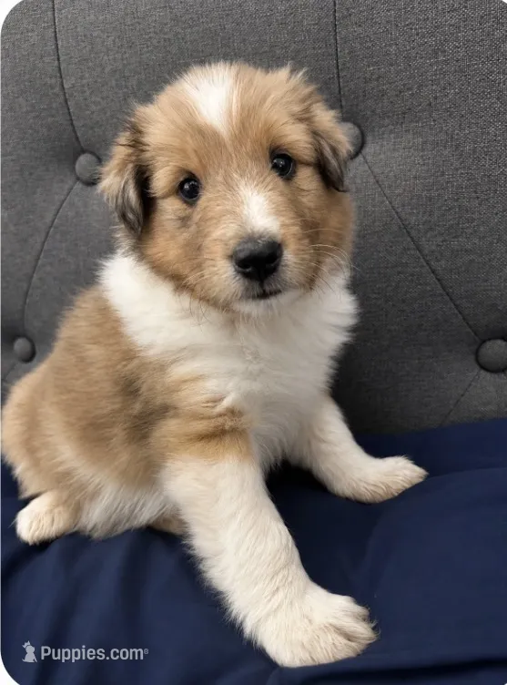 Male 2 – Shetland Sheepdog puppy for sale in Grants Pass, OR