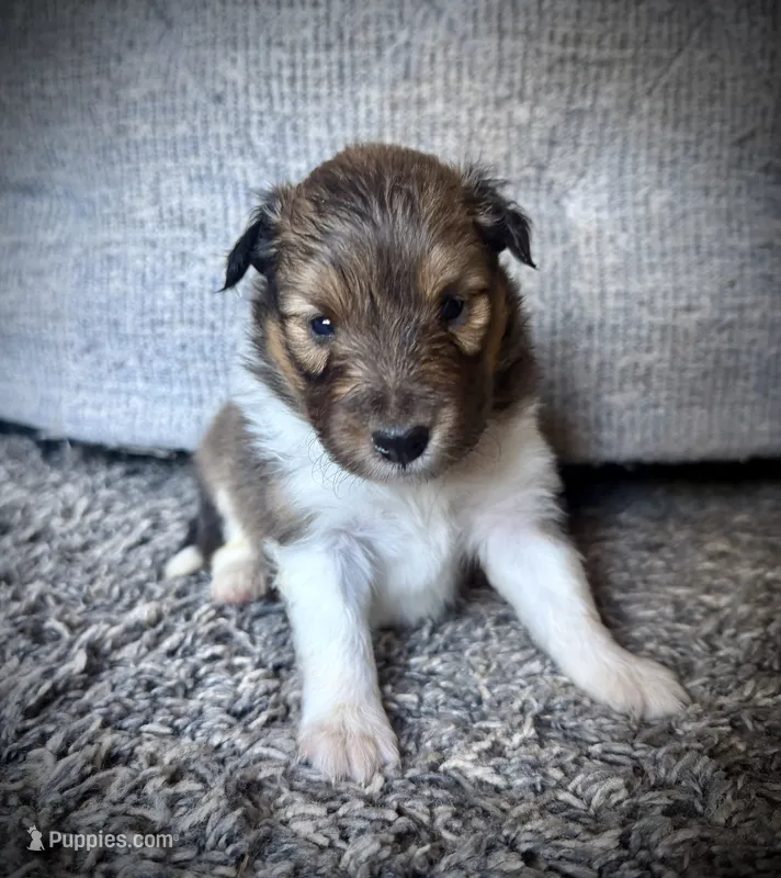 Female 2 – Shetland Sheepdog puppy for sale in Grants Pass, OR