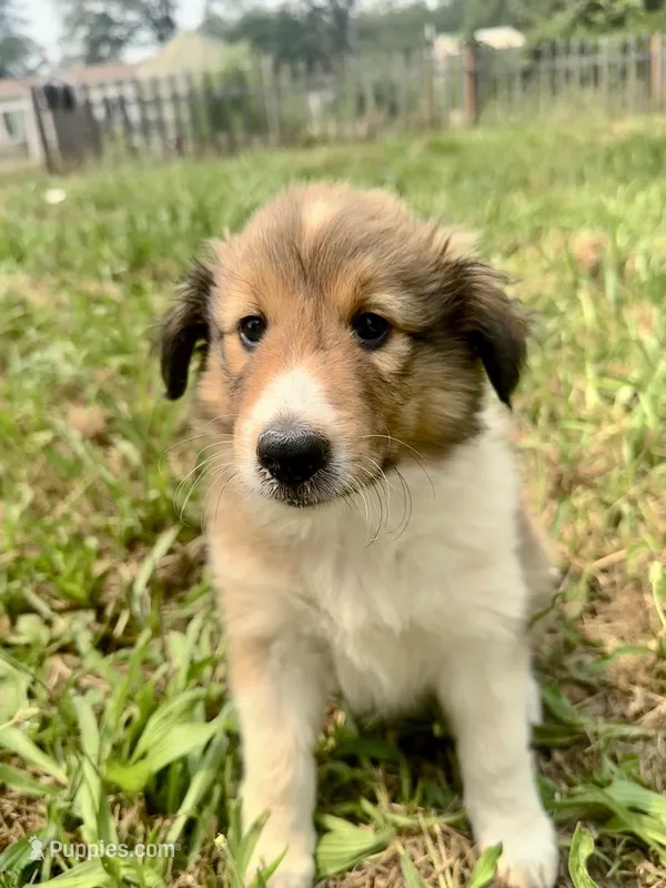 Male 4 – Shetland Sheepdog puppy for sale in Grants Pass, OR